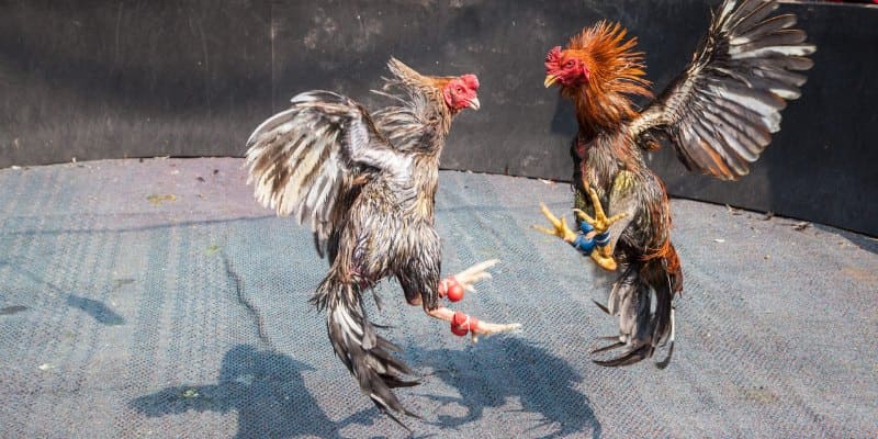 Hòa mình vào thế giới đá gà chân thực từng khoảnh khắc