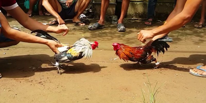Đá Gà no789 Trực Tuyến Đỉnh Cao Với Tỷ Lệ Thắng 95% 4 Cộng đồng đá gà sôi động, kết nối người chơi